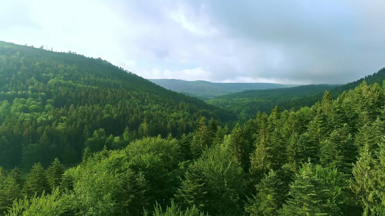 Majestic Kiara Forest View